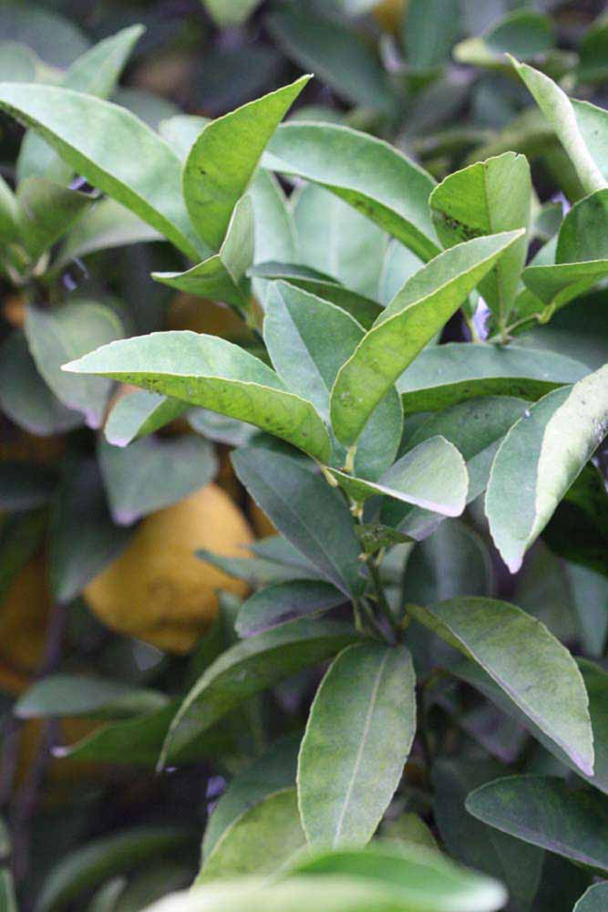            Sun leaves (Riverside, CA)   